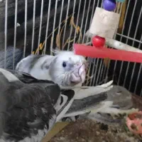 عروس هلندی نژاد ابلق آلبینو|پرنده|مشهد, ادیب نیشابوری (شهرک غرب)|دیوار