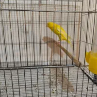 قناری نر|پرنده|درگزین, |دیوار