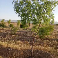 فروش درخت عناب|گل و گیاه طبیعی|قائن, |دیوار