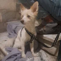 توله سگ ۹ ماهه حرف گوش کن|سگ|ری, سرتخت|دیوار