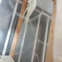 عروس هلندی لوتینو