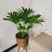 گل طبیعی آپارتمانی