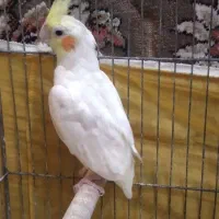 عروس هلندی لوتینو نر|پرنده|ساوه, |دیوار