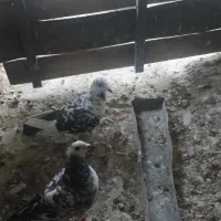 کبوتر|پرنده|شیراز, احمدآباد|دیوار