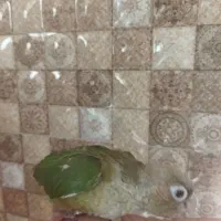 جوجه گرینچیک|پرنده|شاهرود, |دیوار