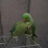 گرینچیک یلوسایدویه جفت ملنگو ویه جفت عروس آلبینو|پرنده|صائین قلعه, |دیوار