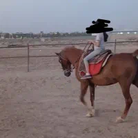 باشگاه پروش اسب طاووس|اسب و تجهیزات اسب‌سواری|یزد, |دیوار