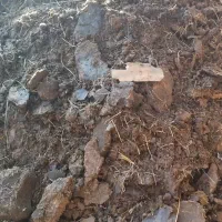 گاو|حیوانات مزرعه|جیرفت, |دیوار