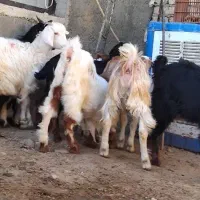 بزغاله نر  چاق گوشتی داشتی|حیوانات مزرعه|قدس, شهر‌قدس|دیوار