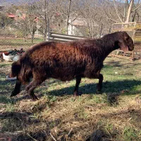 شیشک قوچ همو ( ژن  چند قلوزا )|حیوانات مزرعه|پایین هولار, |دیوار