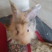 خرگوش