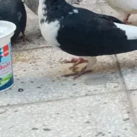 کفتر ساده سیاه واکسی