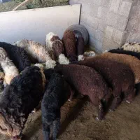 فروش ۱۵ راس بره نر و ماده