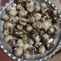 موسیر