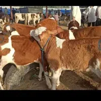 نمونه فروشی مرکزسیمینتال