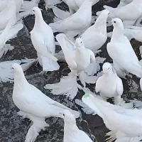 کبوترلوتیپاپر|پرنده|اهر, |دیوار