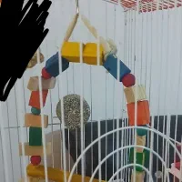 نشیمن پرنده