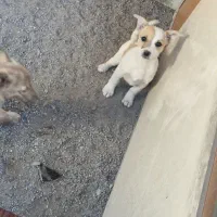 توله 3 ماه ماده گوش تیز|سگ|نیشابور, فضل|دیوار