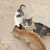 واگذاری بچه گربه