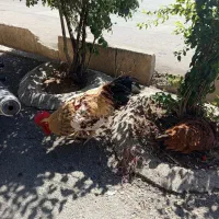 مزرعه