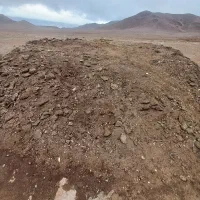 پهین گوسفند