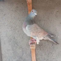 کفتر کبوتر رنگه آلمانی پرشی جفتگاه