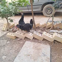 جوجه گلین اصل کفتر سینه سرخ ماده|حیوانات مزرعه|طسوج, |دیوار