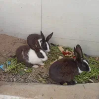 سه عدد خرگوش