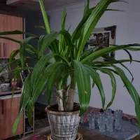 فروش گل سوسن(عنکبوتی) ۵ ساله و سالم
