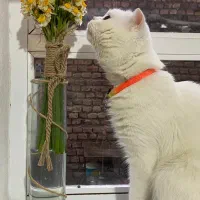 گربه اسکاتیش فولد