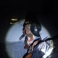 مرغوخروسوبوقلمون|حیوانات مزرعه|قشلاق دشت, |دیوار