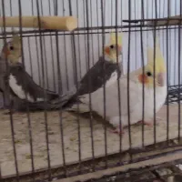 پرنده|پرنده|چهاردانگه (تهران), |دیوار