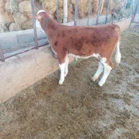 گوساله ماده هدفورد