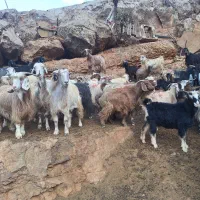 فروش بزچاق درفلکدین