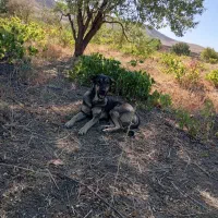 ماده پژدر|سگ|زند, |دیوار