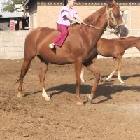 مادیان دوخون نژاد دوخون