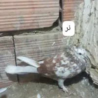 کفتر