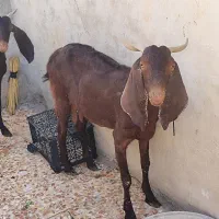 مبلغ 28میلیون|حیوانات مزرعه|ایذه, |دیوار