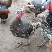 بوقلمون رسمی