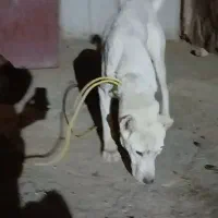 واگذاری سگ ***********