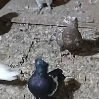 کبوتر|پرنده|باوی, |دیوار