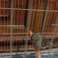 قناری کلاستر|پرنده|شهرکرد, |دیوار