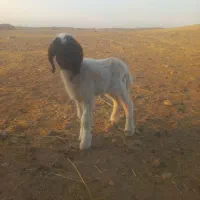 بره ماده شیری درجه یک