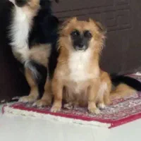 سگ کوچک