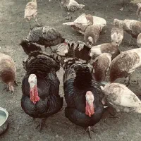 فروش بوقلمون محلی