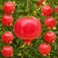 فروش ویـژه نــهــال پـســتــه تـجــاری|خدمات باغبانی و درختکاری|مشهد, بهشت|دیوار