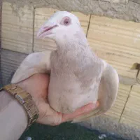 تعدادی کبوتر نامور ماده