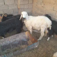 بره نر در نهبندان