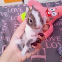 توله خرگوش بامزه