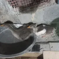 جوجه غاز